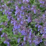 Nepeta Faassenii 'Walker's Low' Catmint Perennial Garden Plug Plants Pack x6