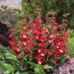Penstemon Hartwegii 'Picotee Red' Perennial Garden Plug Plants Pack x6