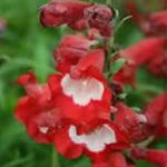 Penstemon Hartwegii 'Picotee Red' Perennial Garden Plug Plants Pack x6