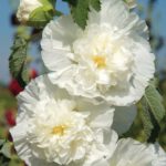 Hollyhock Chater's Double White Perennial Garden Plug Plants Pack x6