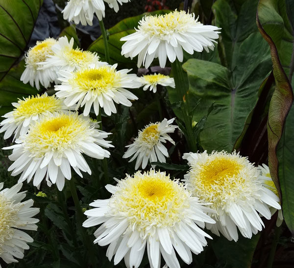 Leucathemum x Superbum 'Real Glory' Shasta Daisy XXL Supersize Plug Plants Pack x3