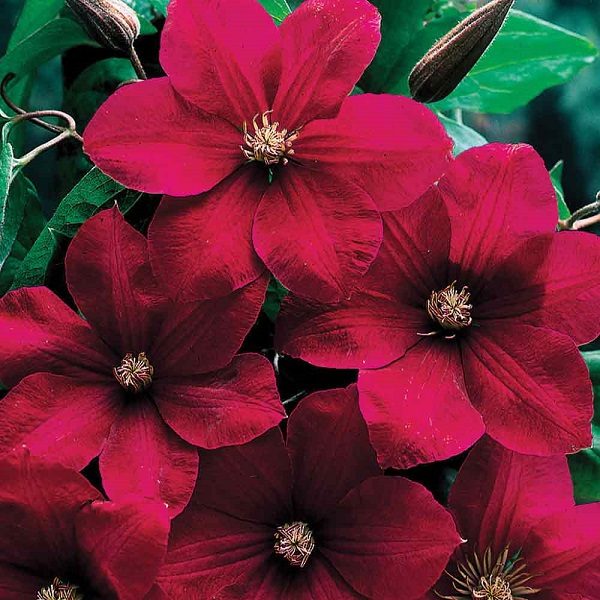 Clematis Hybrid 'Rouge Cardinal' Climbing Shrub Plug Plants Pack x6