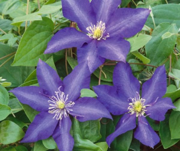 Clematis Hybrid 'Daniel Deronda' Climbing Shrub Plug Plants Pack x6
