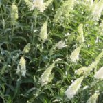 Buddleja Summer Bird® 'Compact Snow' Perennial Plug Plants Pack x6