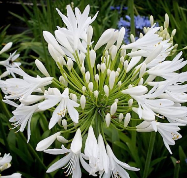 Agapanthus Starburst White Perennial Summer Flowering XXL Supersize Plug Plants Pack x3
