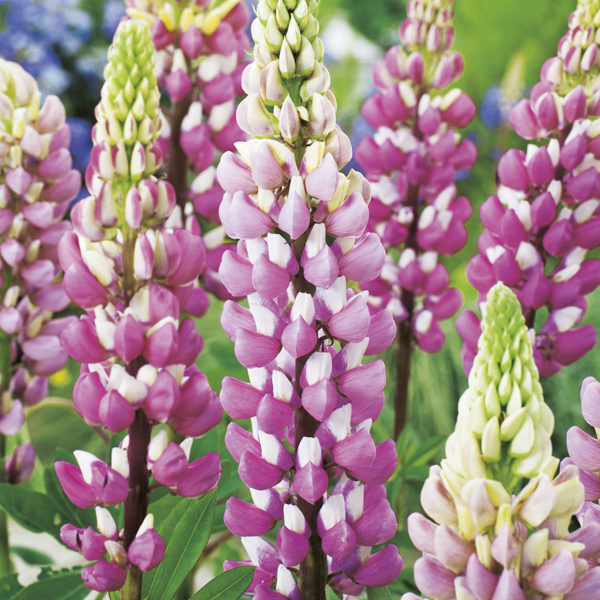 Lupins / Lupinus Russell 'The Chatelaine' Perennial Plug Plants Pack x6
