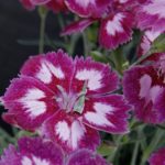 Dianthus Scent from Heaven™ Angel Of Desire Plug Plants Pack x6