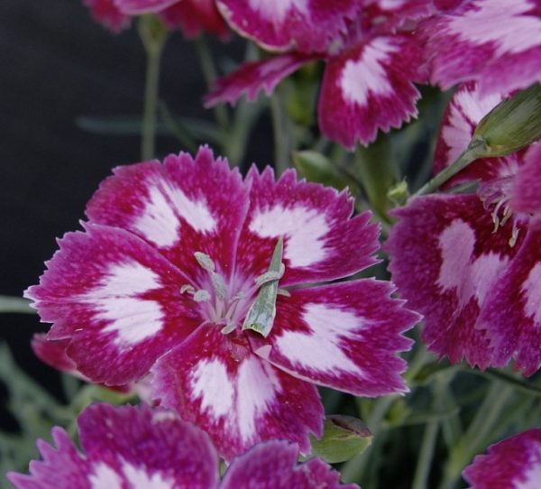 Dianthus Scent from Heaven™ Angel Of Desire Plug Plants Pack x6