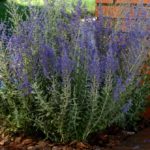 Perovskia Atriplicifolia Russian Sage Blue Steel Perennial Plug Plants Pack x6