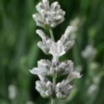 Lavender Lavandula Angustifolia Sentivia™ Silver Supersize XXL Plug Plants Pack x3