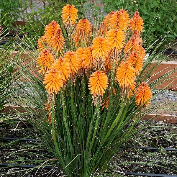 Kniphofia Dwarf POCO™ Orange Perennial XXL Supersize Plug Plants Pack x3