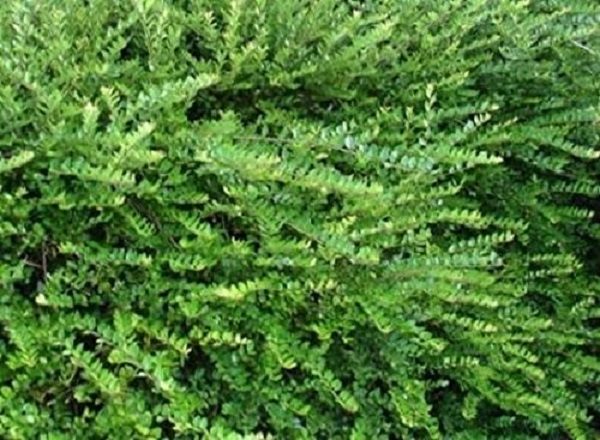 Lonicera Nitida Maigrun Green Perennial Shrub Hedging LARGE Plug Plants x6