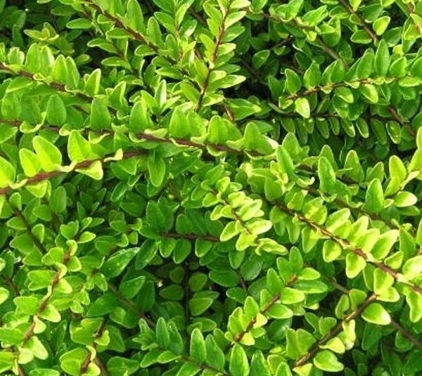 Lonicera Nitida Maigrun Green Perennial Shrub Hedging LARGE Plug Plants x6