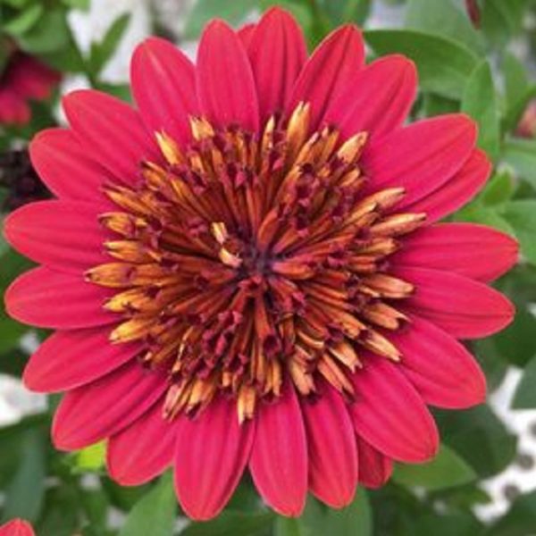 Osteospermum Erato® 'Double Red' Summer Plug Plants Pack x6