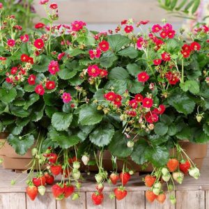 Strawberry 'Summer Breeze Cherry Rose' Pack x6 Plug Plants
