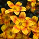 Bidens 'Bee Alive' Summer Basket/Bedding Plug Plants Pack x6