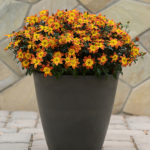 Bidens 'Bee Alive' Summer Basket/Bedding Plug Plants Pack x6