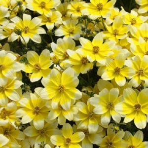 Bidens 'Golden Eye' Plug Plants Summer Blooms Pack x6