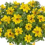 Bidens Compact Port Royal Summer Basket Plug Plants Pack x6