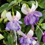 Fuchsia Upright Bush 'Moody Blues' Summer Garden Plug Plants Pack x6