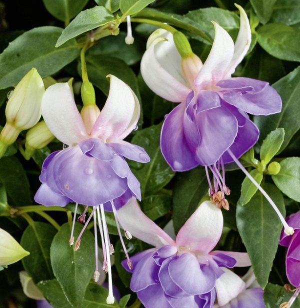 Fuchsia Upright Bush 'Moody Blues' Summer Garden Plug Plants Pack x6