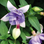 Fuchsia Upright Bush 'Moody Blues' Summer Garden Plug Plants Pack x6