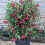 Fuchsia Hardy Climbing 'Pink Fizz' (LARGE) Summer Plug Plants Pack x6