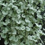 Dichondra 'Silver Falls' Trailing Summer Basket Plug Plants Pack x6