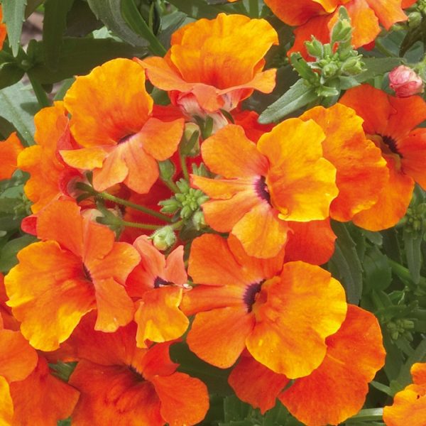 Nemesia 'Lyric Orange' Summer Garden / Basket Plug Plants Pack x6