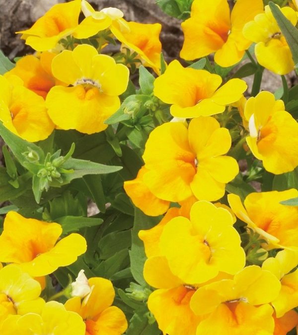 Nemesia 'Lyric® Yellow' Summer Garden / Basket Plug Plants Pack x6