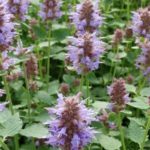 Agastache Liquorice 'Kudos Silver-Blue' Perennial Plug Plants Pack x6