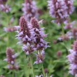Agastache Liquorice 'Kudos Silver-Blue' Perennial Plug Plants Pack x6
