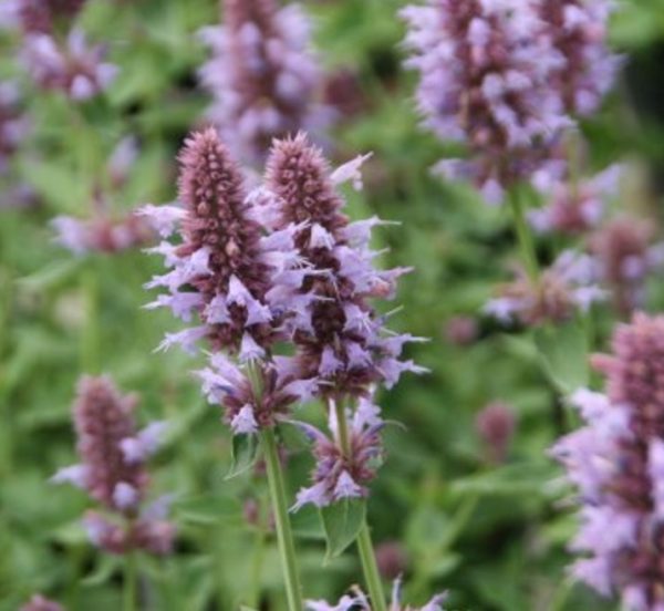 Agastache Liquorice 'Kudos Silver-Blue' Perennial Plug Plants Pack x6