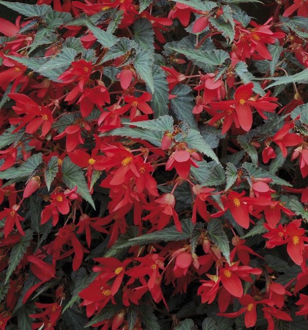 Begonia Million Kisses Valentine Trailing Plug Plants Pack x6