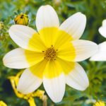 Bidens 'Golden Eye' Plug Plants Summer Blooms Pack x6