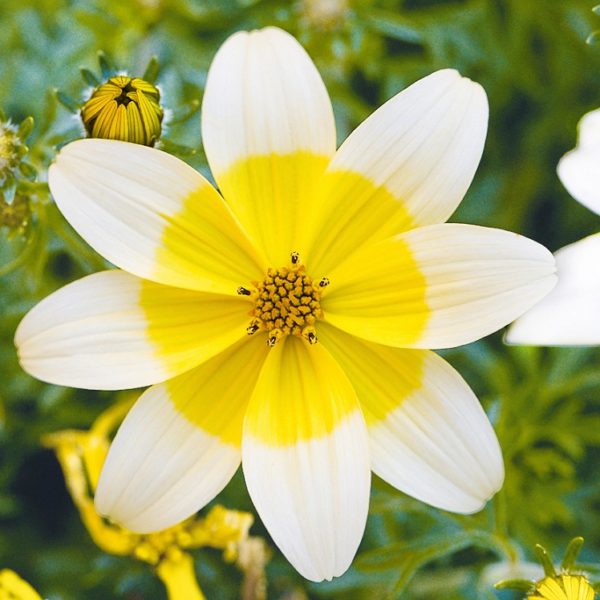 Bidens 'Golden Eye' Plug Plants Summer Blooms Pack x6