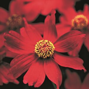 Coreopsis Limerock Ruby Perennial Garden Plug Plants Pack x6