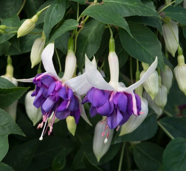 Fuchsia Giant Trailing 'Deep Purple' Garden Plug Plants New Pack x6