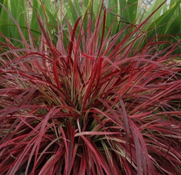 Grass Uncinia Rubra (Red Grass) LARGE Perennial Plug Plants Pack X6