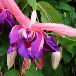 Fuchsia Trailing Giant Marbeller 'Heri Mochara' Plug Plants Pack x6