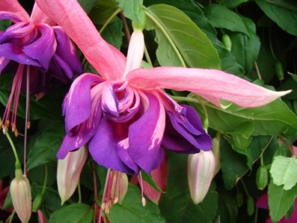 Fuchsia Trailing Giant Marbeller 'Heri Mochara' Plug Plants Pack x6