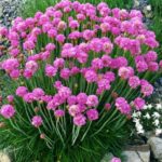 Armeria Maritima Thrift 'Splendens' Perennial Garden Plug Plants Pack x6
