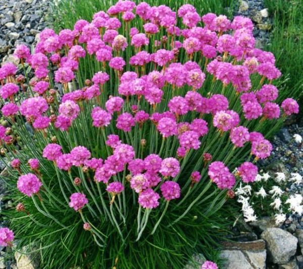 Armeria Maritima Thrift 'Splendens' Perennial Garden Plug Plants Pack x6