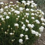 Armeria Maritima Thrift Alba White Perennial Plug Plants Pack x6