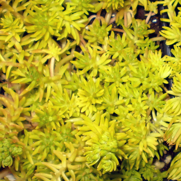 Sedum Rupestre 'Lemon Ball' Perennial Evergreen Plug Plants Pack x6