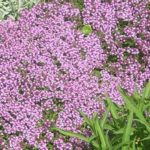 Thyme Creeping 'Serpyllum' Perennial Garden Herb Plug Plants Pack x6