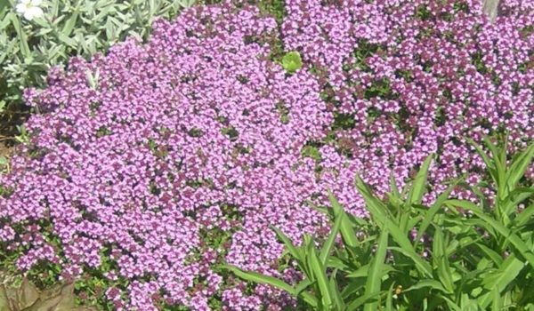 Thyme Creeping 'Serpyllum' Perennial Garden Herb Plug Plants Pack x6