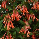 Fuchsia Upright Bush 'Thalia' Summer Garden Plug Plants Pack x6