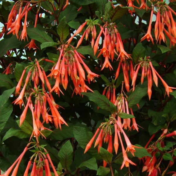Fuchsia Upright Bush 'Thalia' Summer Garden Plug Plants Pack x6