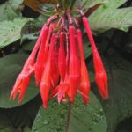 Fuchsia Upright Bush 'Thalia' Summer Garden Plug Plants Pack x6